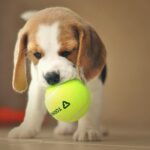 how much does a beagle cost