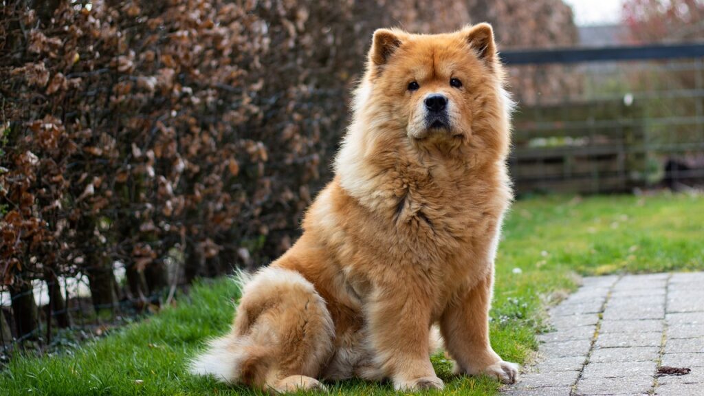 Filipino pet lovers' yearly cost of owning a Chow Chow