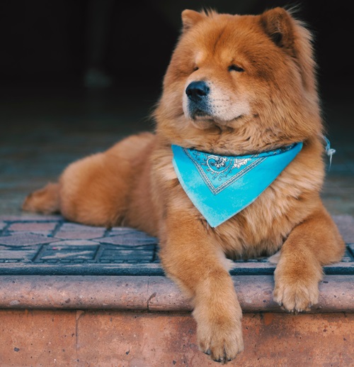 There are many factors affecting a Chow Chow's price.