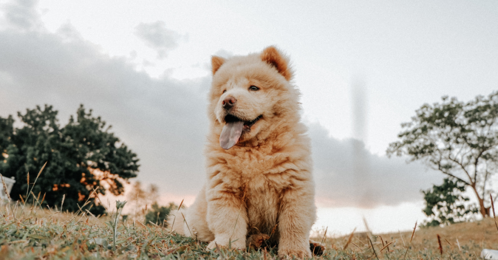 Chow Chow Price in the Philippines (2024) Pet Pinas