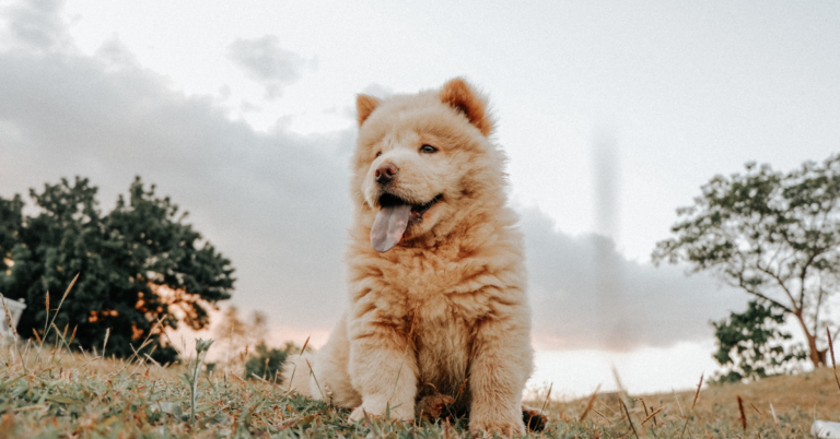 Chow Chow in the Philippines