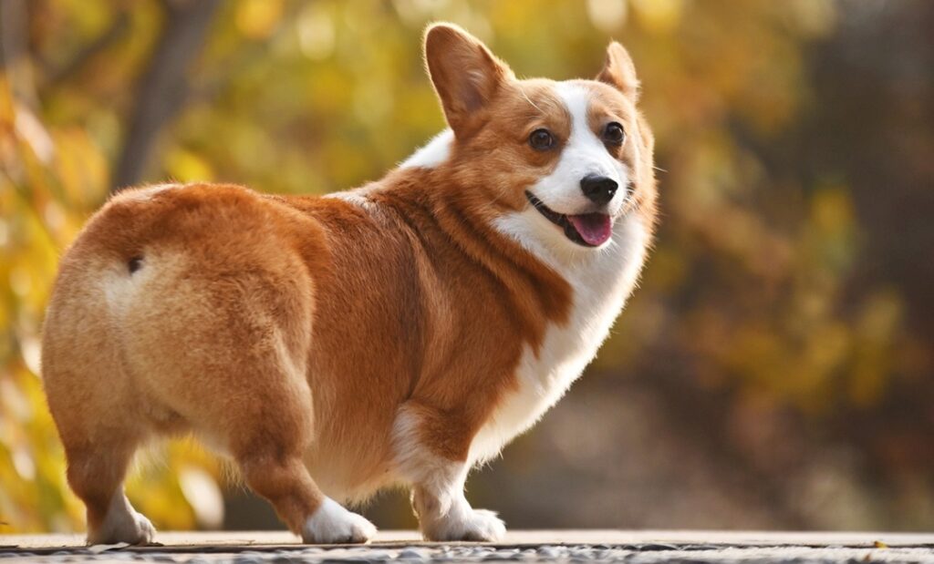 There are a lot of factors affecting a Corgi's price