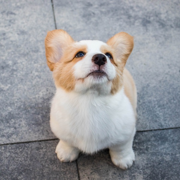 what to expect when buying a corgi