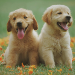 cost of owning a golden retriever in the philippines