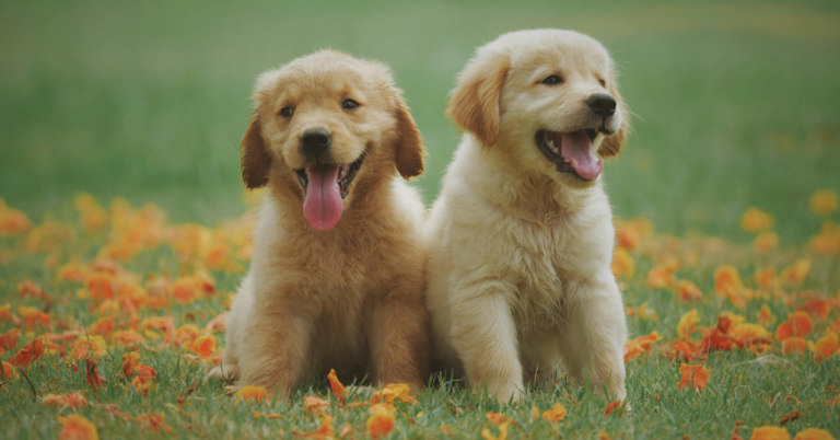 cost of owning a golden retriever in the philippines