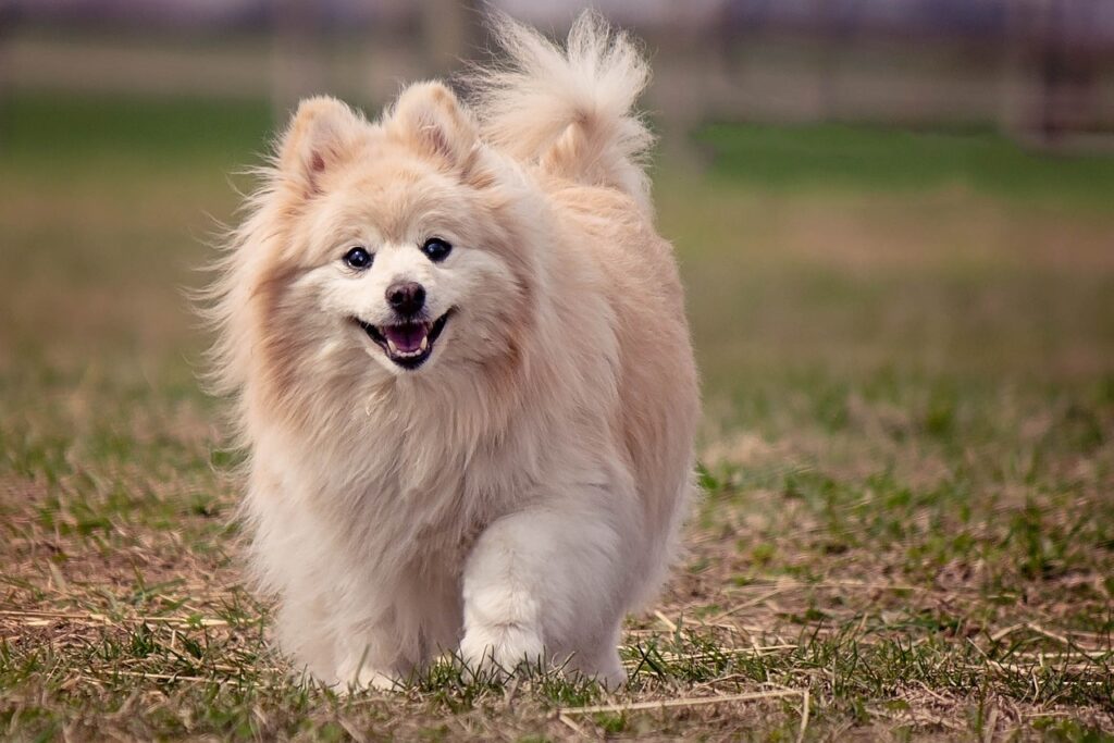 how much is a pomeranian