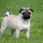 how much do pugs cost