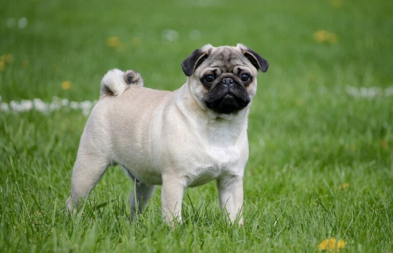 how much do pugs cost