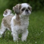 How much does a shih tzu cost?