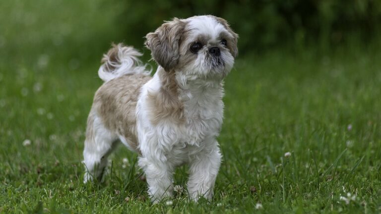 How much does a shih tzu cost?