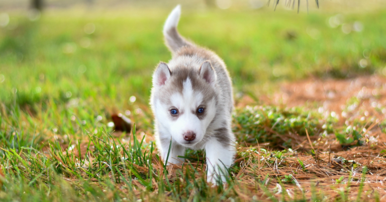 siberian husky price range