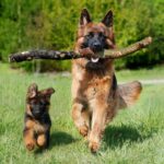 How Much Does a German Shepherd Cost?