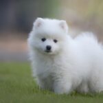 How much does a Japanese Spitz cost?