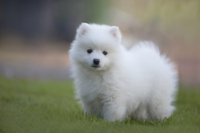 How much does a Japanese Spitz cost?