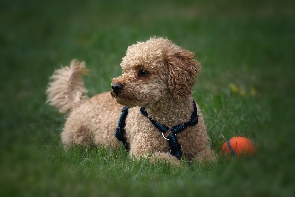 How much does a Poodle cost?