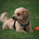 How much does a Poodle cost?