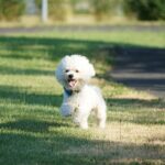 How much does a Bichon Frise?