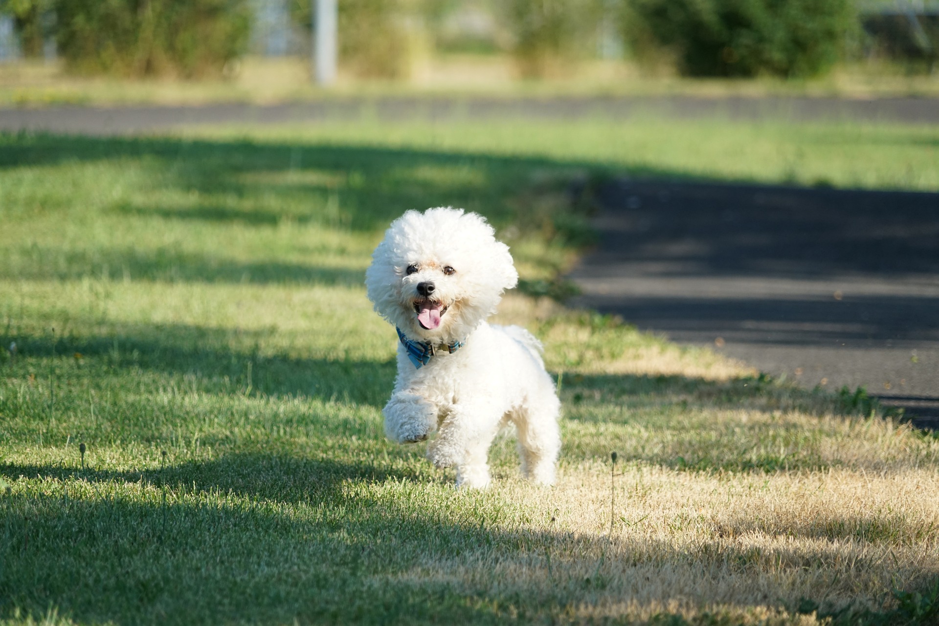 How much does a Bichon Frise?