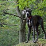 How much does a Great Dane cost?