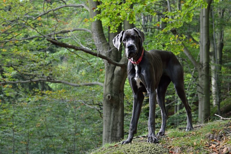 How much does a Great Dane cost?