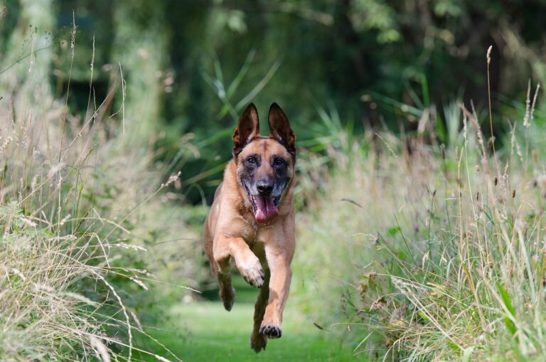 belgian shepherd cost