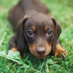 dachshund price range