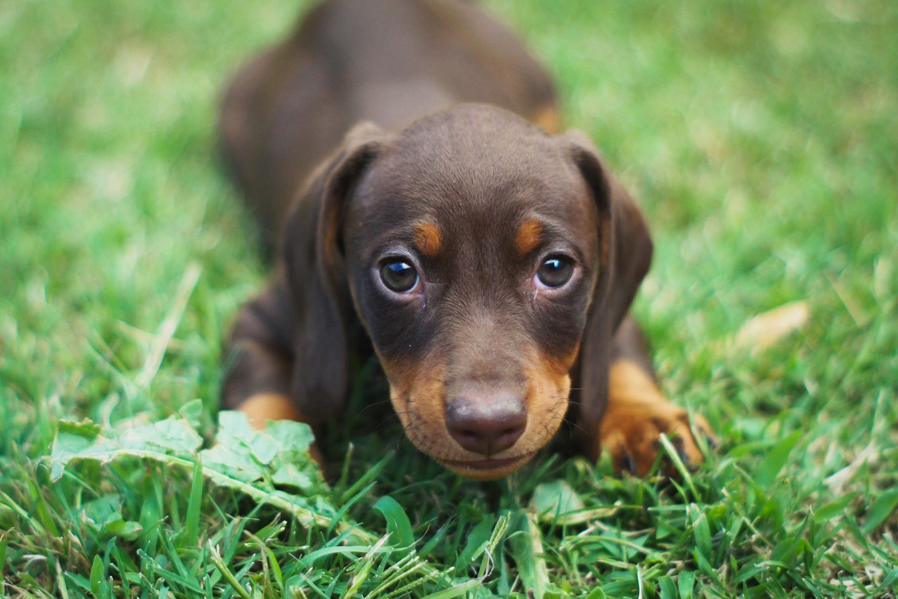 Dachshund Price in the Philippines (2024) | Pet Pinas