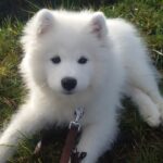 price range of a samoyed puppy