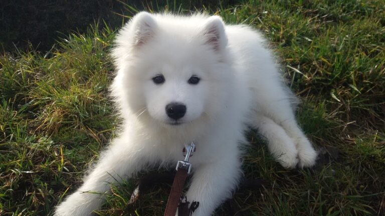 price range of a samoyed puppy