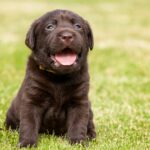 How much does a Labrador cost?