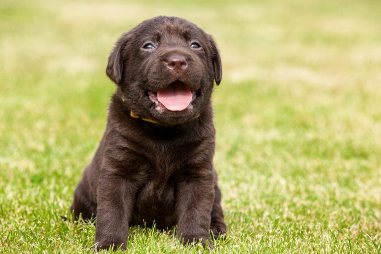 How much does a Labrador cost?