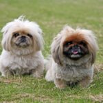 How much does a pekingese cost?