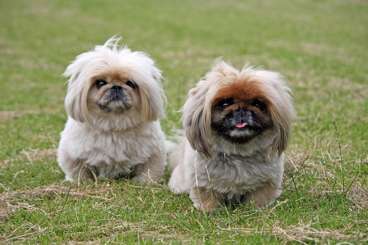 How much does a pekingese cost?