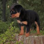 How much does a Rottweiler cost?