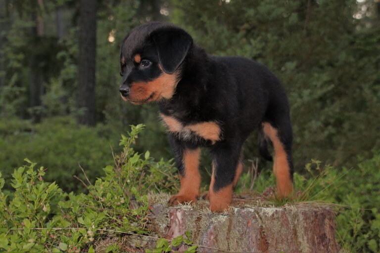 How much does a Rottweiler cost?