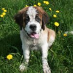 How much does a Saint Bernard cost?