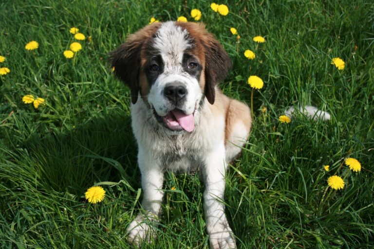 How much does a Saint Bernard cost?