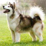 How much does a Malamute cost?