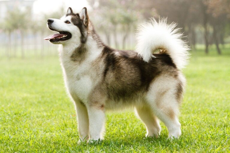 How much does a Malamute cost?