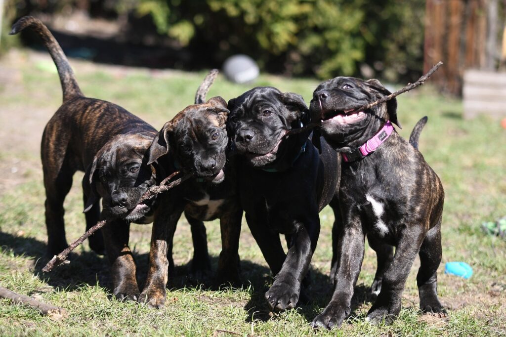 How much does a Cane Corso cost?