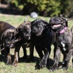 How much does a Cane Corso cost?