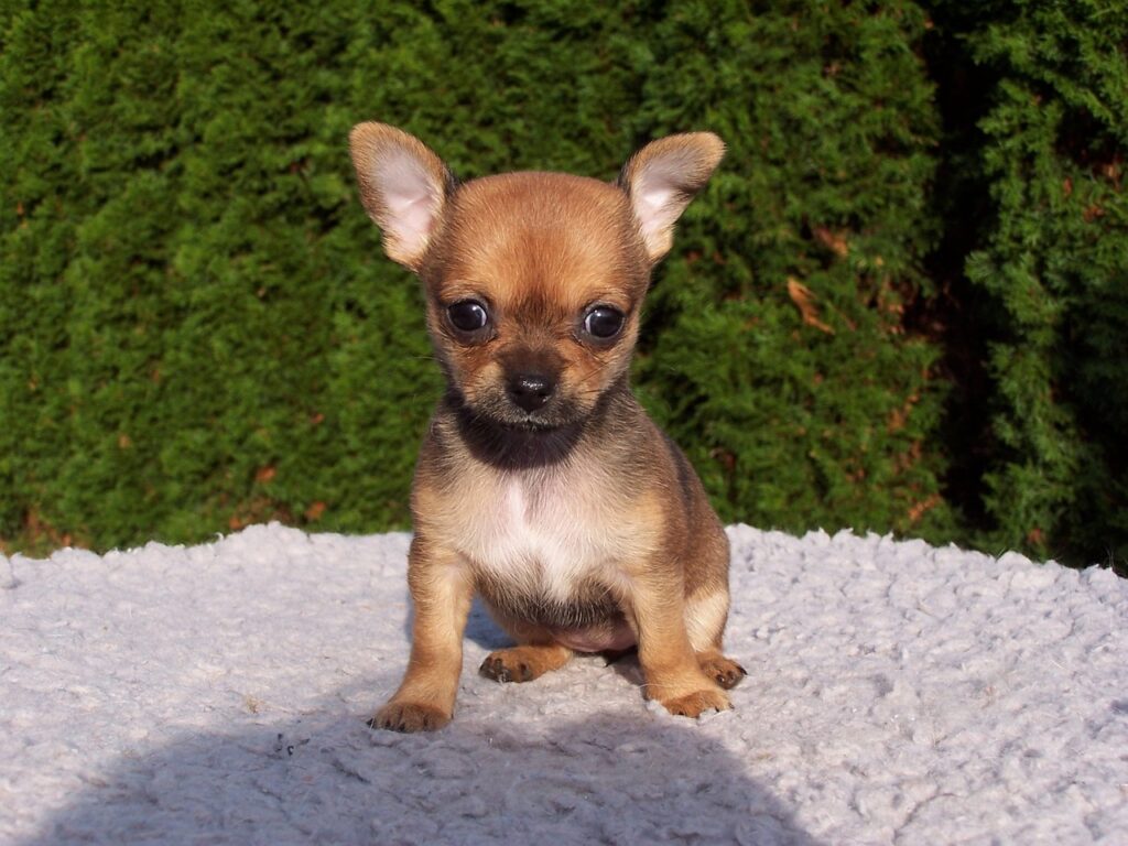 How much does a Chihuahua cost?