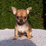 How much does a Chihuahua cost?