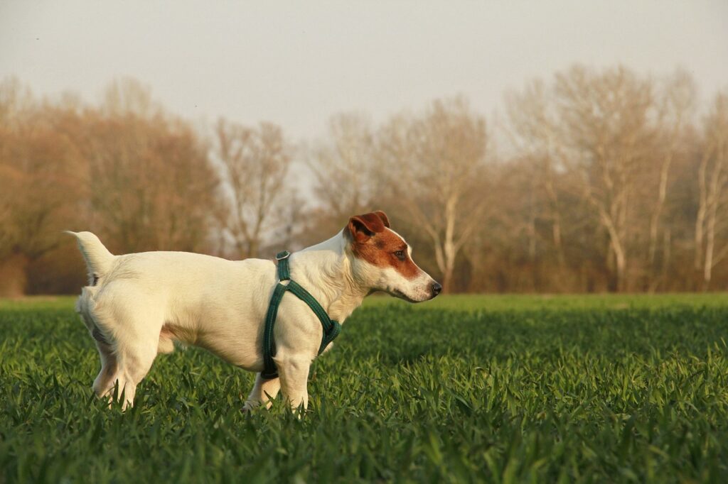 How much does a Jack Russell cost?