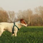 How much does a Jack Russell cost?